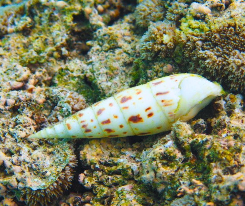 Resort Tava'E Amuri Bagian luar foto